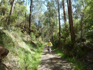 Beautiful regrowth forest between Barongarook and Birnam [2011]