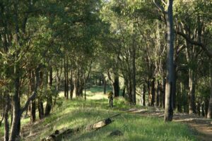 The trail colours