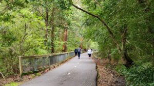 Typical woodland scenery between Kahibah and Whitebridge [2024]