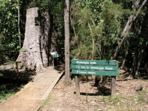Wielangta Tramway Walk