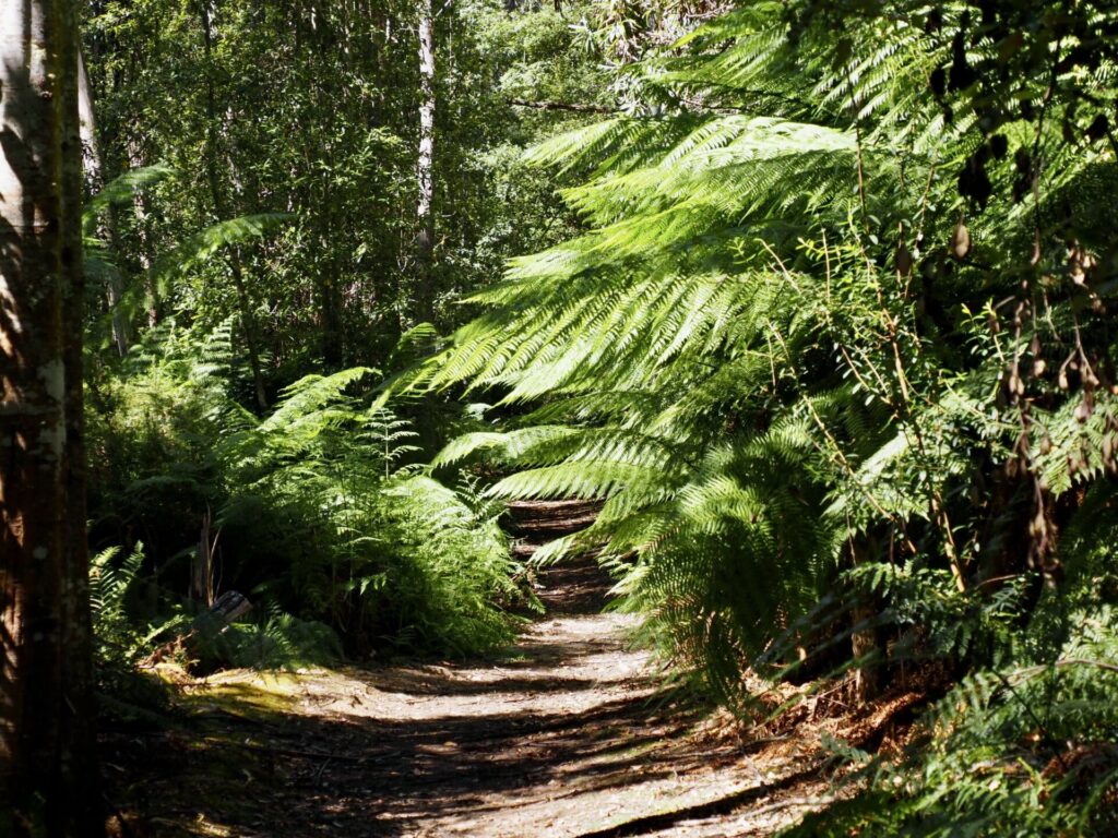 Kaoota Tramway Track