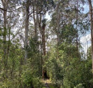 The Big Tree was decapitated in fire but escaped more damage in mini tornado [2022]