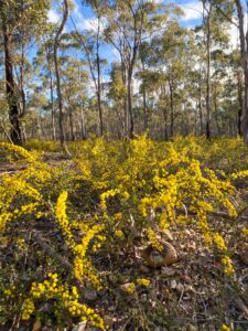 Stunning wildflowers between Hills and Mia Mia-Derrinal roads [I. Boyce, 2024]